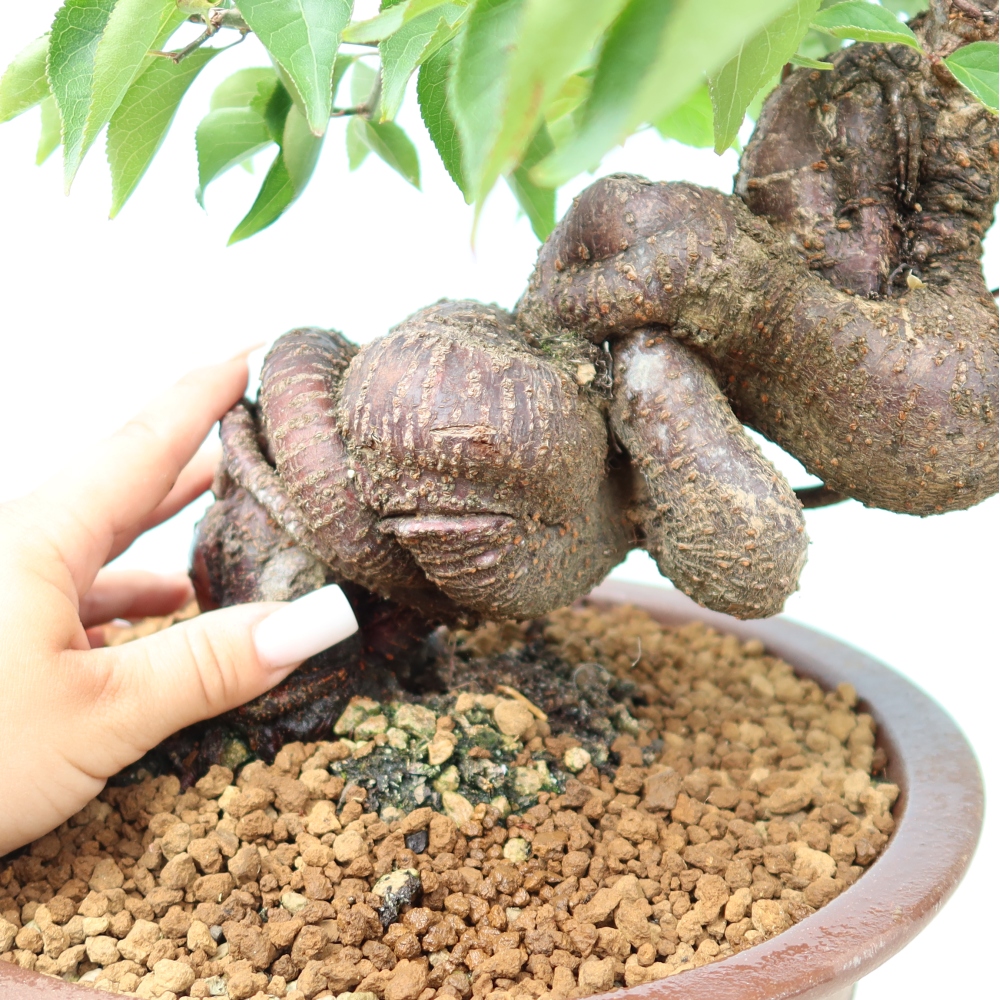 Bonsai voor buiten – Japanse abrikoos – Prunus Mume