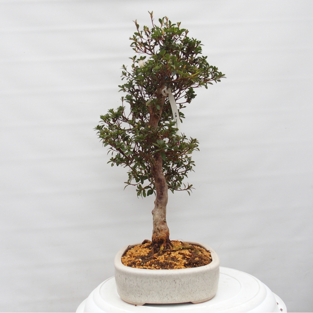 Bonsai voor buiten - Japanse Azalea - Azalea Hanatsuzuri