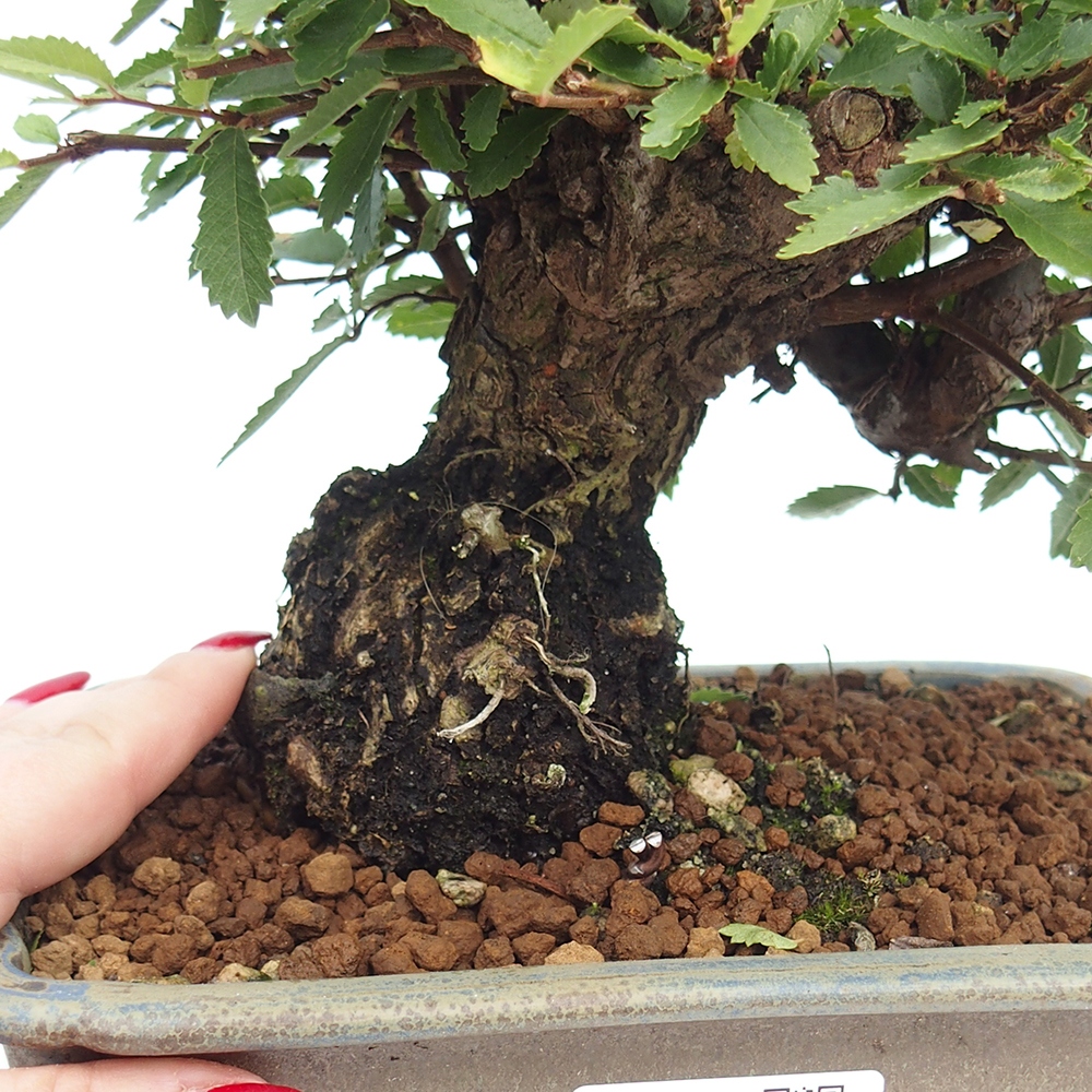 Bonsai voor buiten - Zelkova - Zelkova NIRE