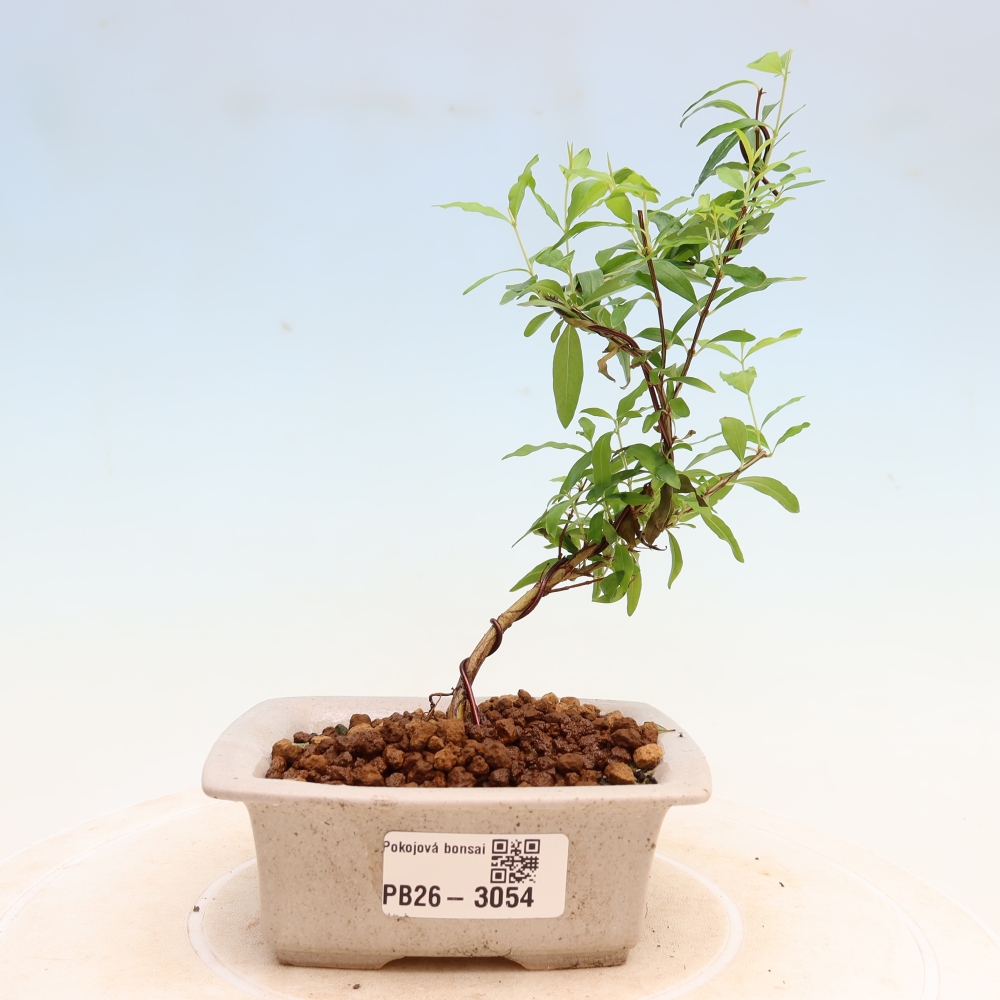 Kamerbonsai-PUNICA granatum nana-Granaatappel