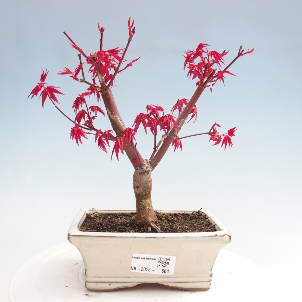 Bonsai voor buiten - Acer palmatum DESHOJO
