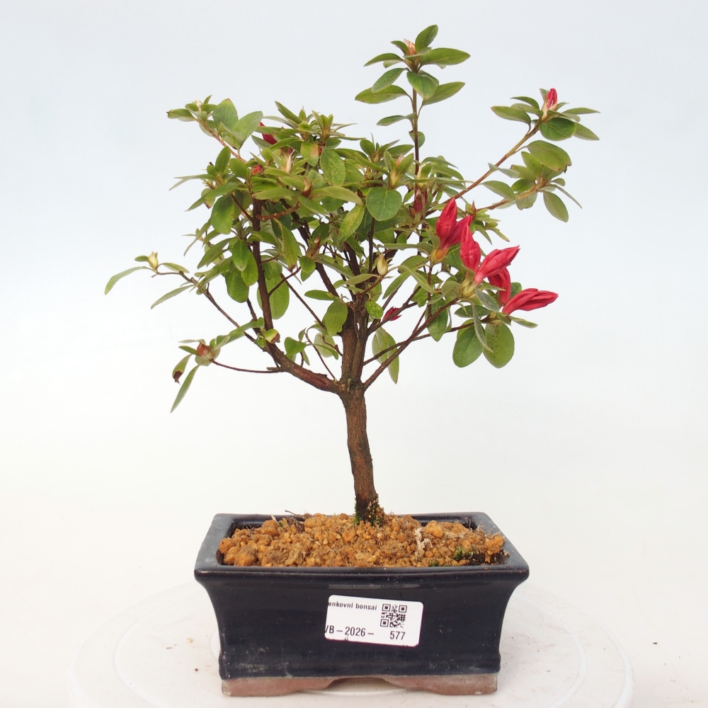 Bonsai voor buiten - Japanse azalea - Azalea sp.