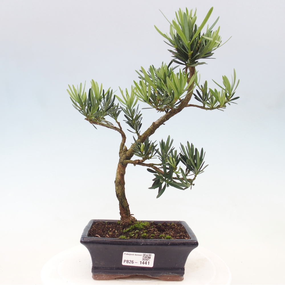 Kamerbonsai - Podocarpus - Taxus