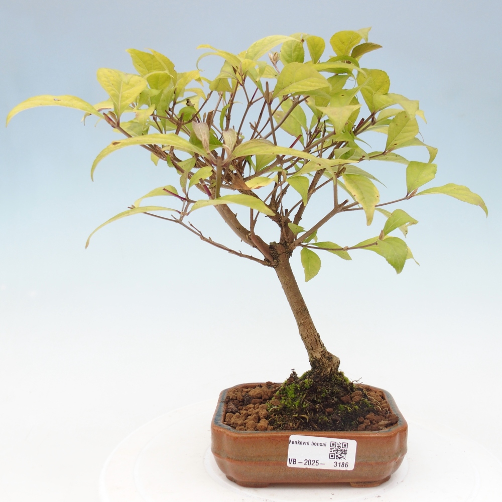 Bonsai voor buiten - Callicarpa japonica