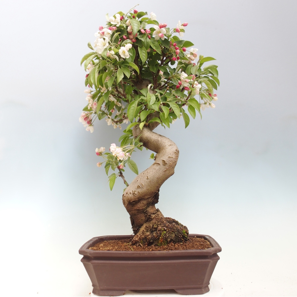 Bonsai voor buiten -Malus halliana - Appelboom met kleine vruchten