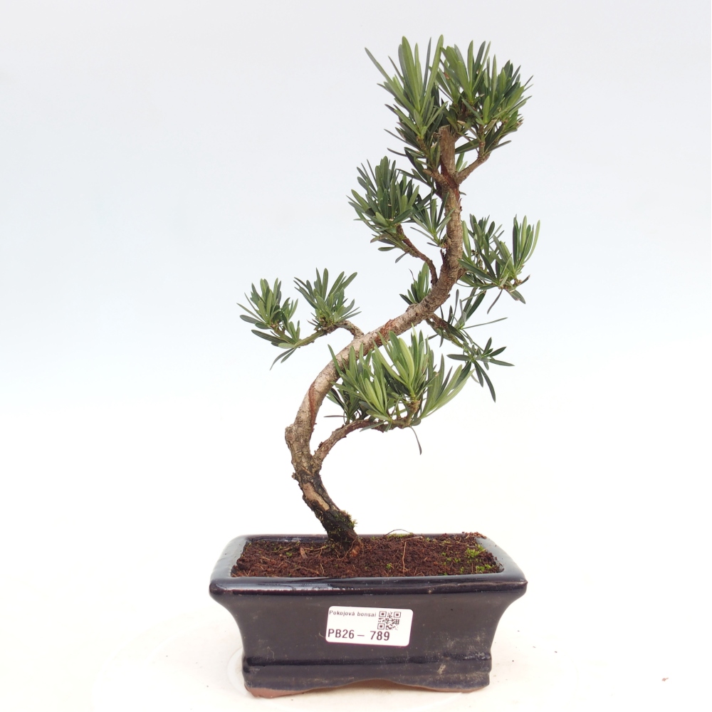 Kamerbonsai - Podocarpus - Taxus