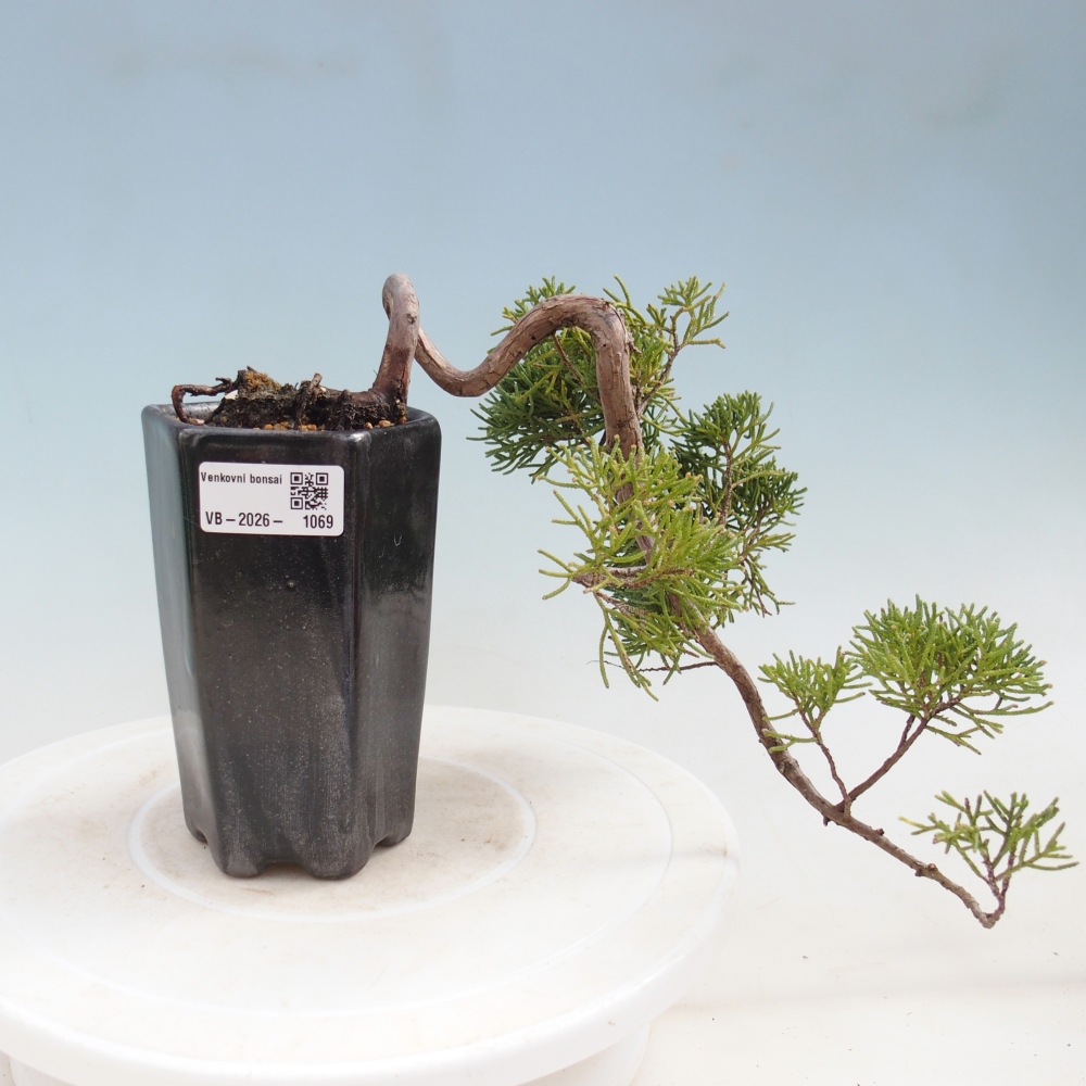 Bonsai voor buiten - Juniperus chinensis Kishu