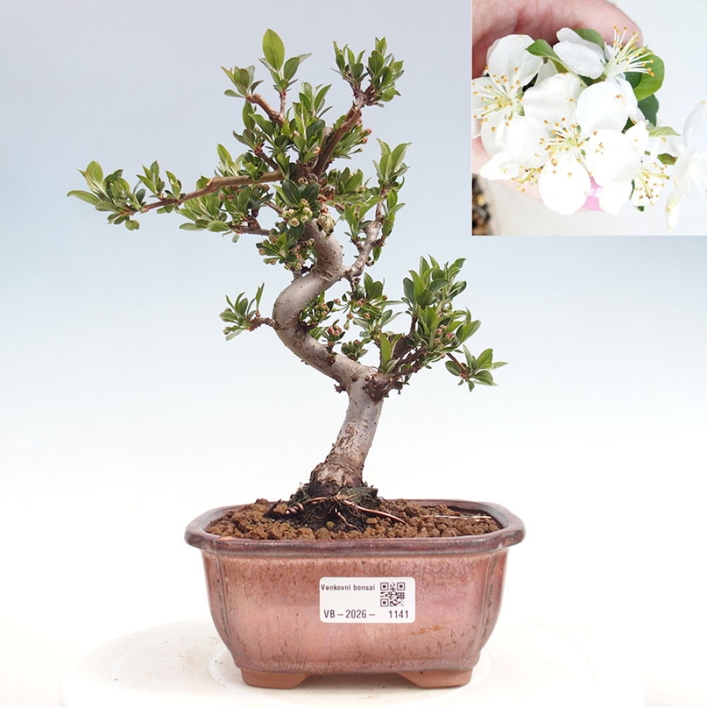 Bonsai voor buiten - Malus sargentii - Appelboom met kleine vruchten