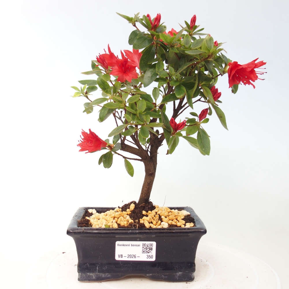 Bonsai voor buiten - Japanse azalea - Azalea sp.