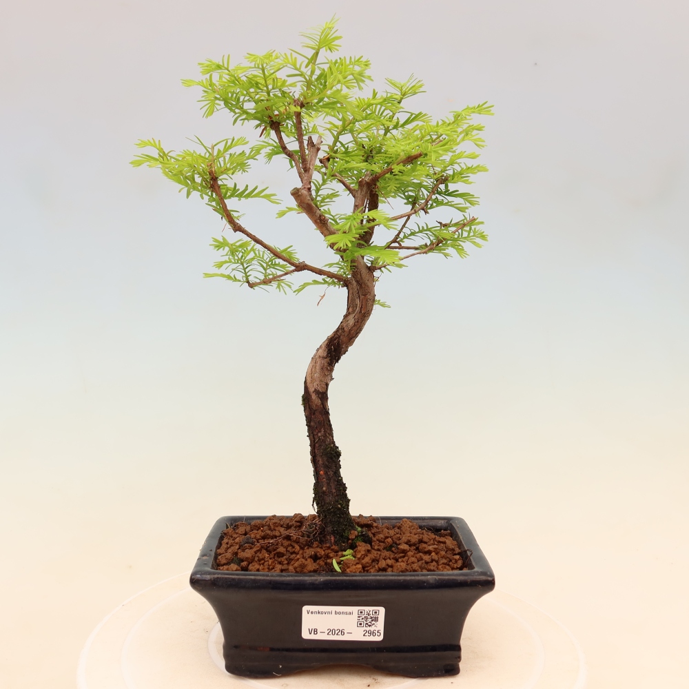 Bonsai voor buiten - Metasequoia glyptostroboides - Chinese Metasequoia