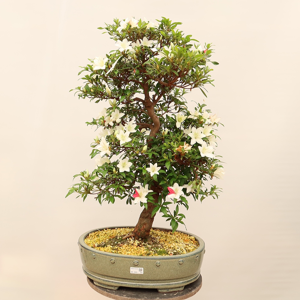 Bonsai voor buiten - Japanse azalea - Azalea CHIHIRO