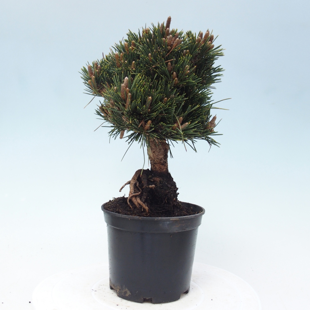 Bonsai voor buiten - Pinus thunbergii senjyumaru - Thunberg den