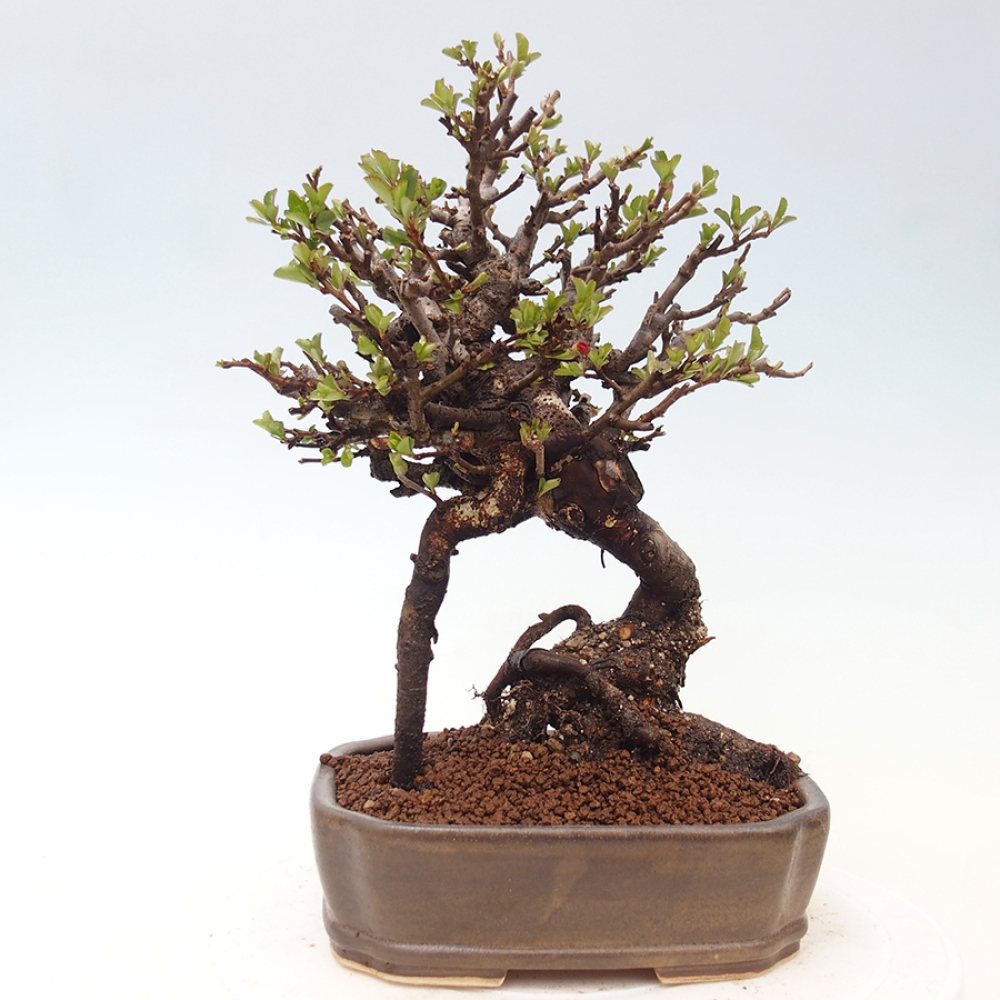 Bonsai voor buiten - Chaneomeles speciosa - Kweepeer