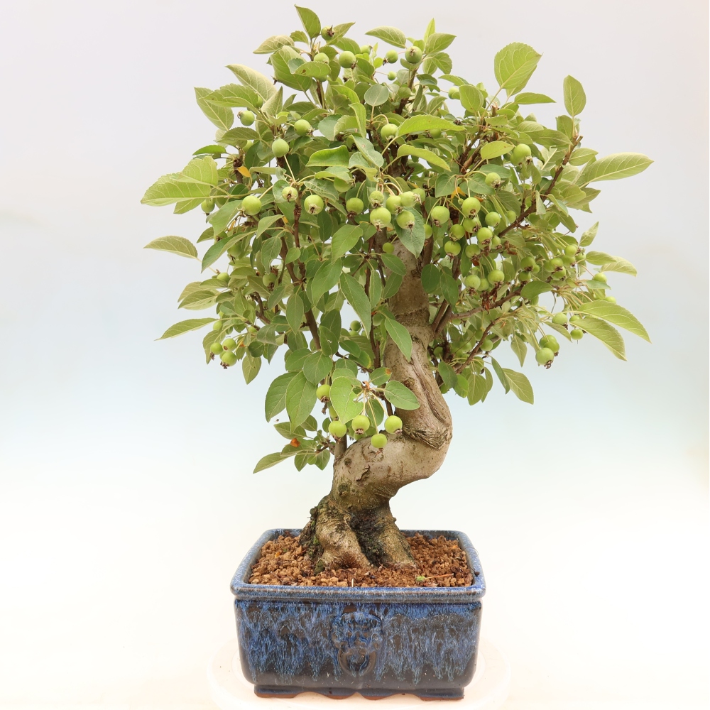 Bonsai voor buiten -Malus halliana - Appelboom met kleine vruchten