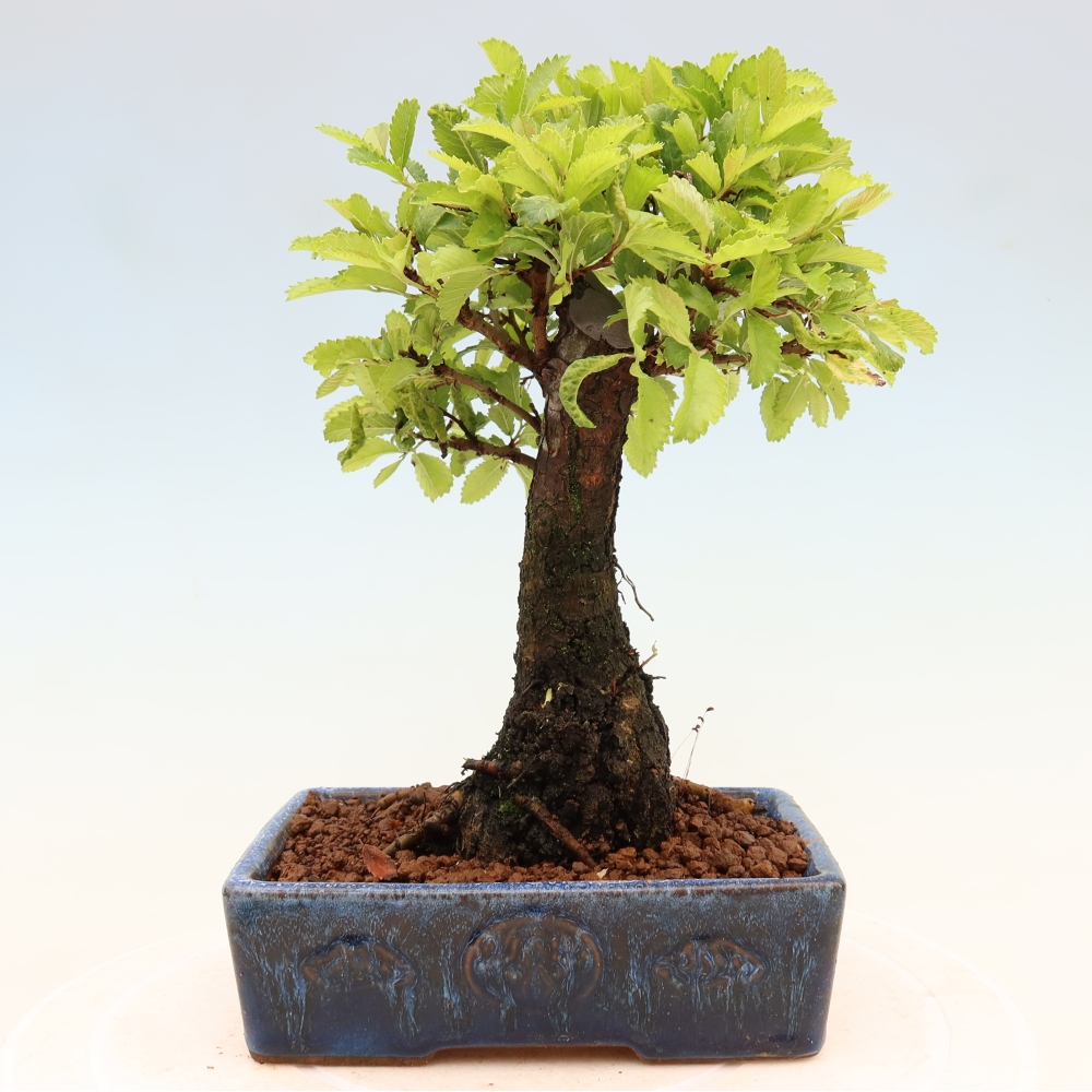 Bonsai voor buiten - Zelkova - Zelkova NIRE