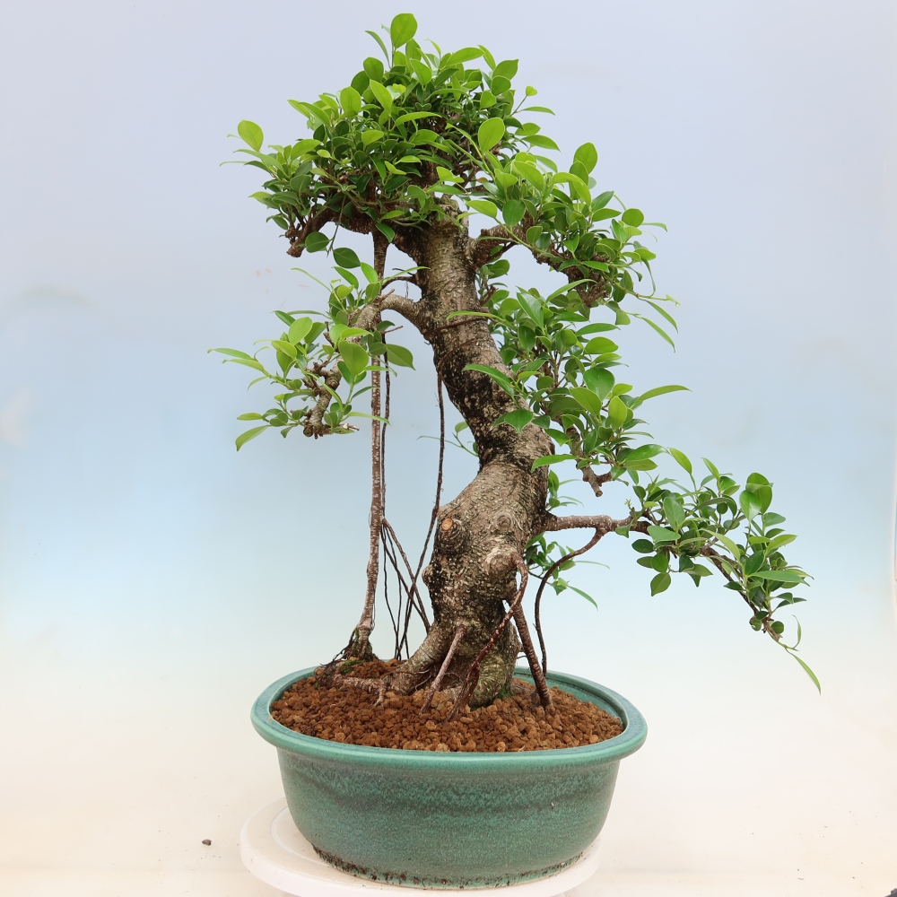 Kamerbonsai - Ficus kimmen - kleinbladige ficus