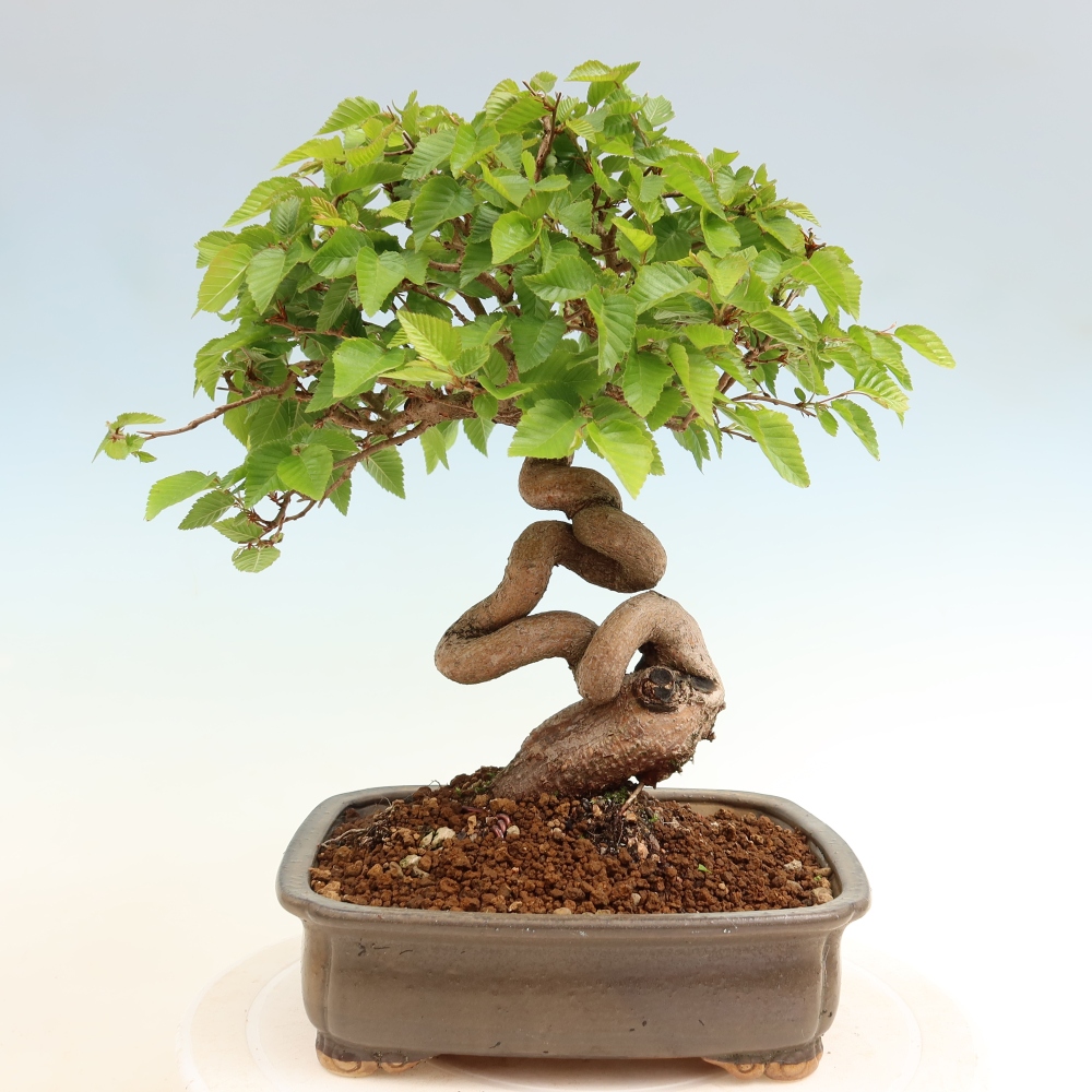 Bonsai voor buiten -Carpinus Coreana - Koreaanse haagbeuk