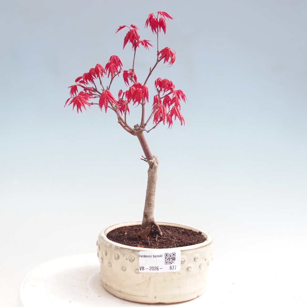 Bonsai voor buiten - Acer palmatum DESHOJO
