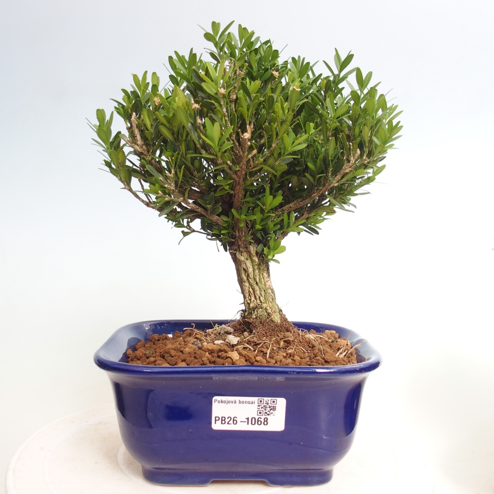 Kamerbonsai - Buxus harlandii - kurk buxus