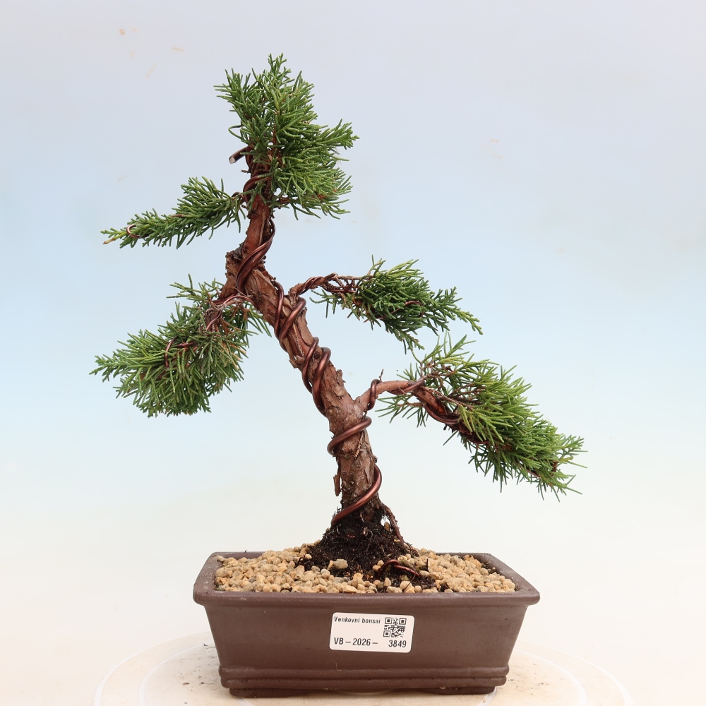 Bonsai voor buiten - Juniperus chinensis Kishu