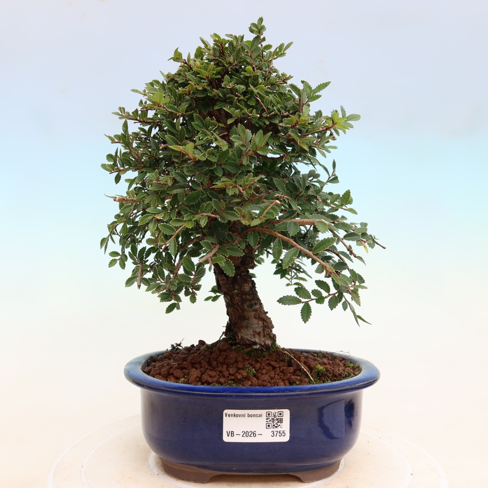 Bonsai voor buiten - Zelkova - Zelkova NIRE