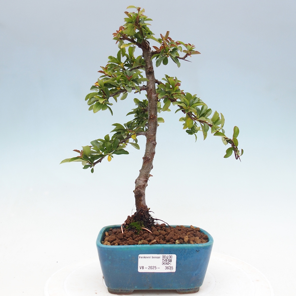 Bonsai-Pyracantha Teton voor buiten -Hlox