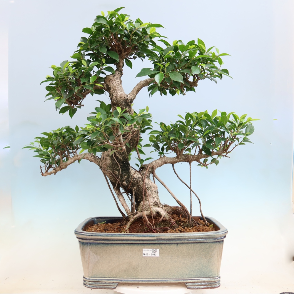 Kamerbonsai - Ficus kimmen - kleinbladige ficus