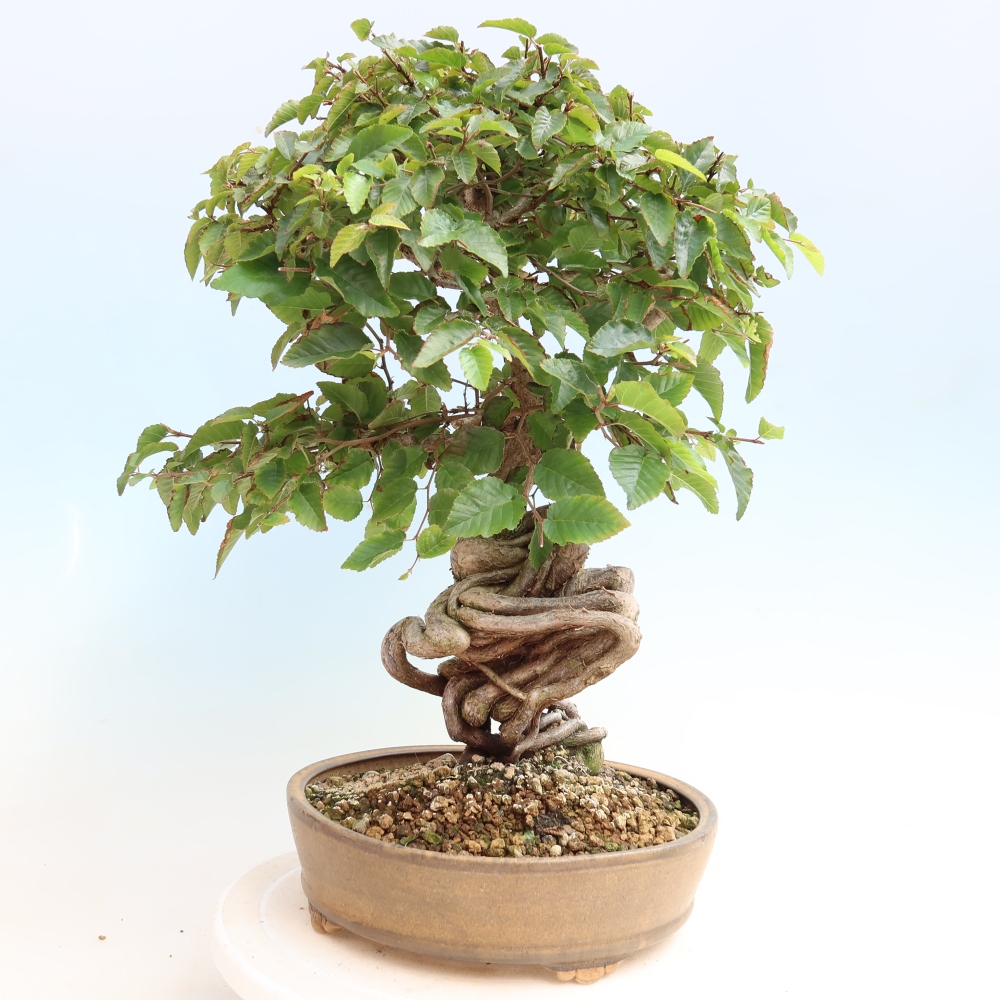 Bonsai voor buiten -Carpinus CARPINOIDES - Koreaanse haagbeuk
