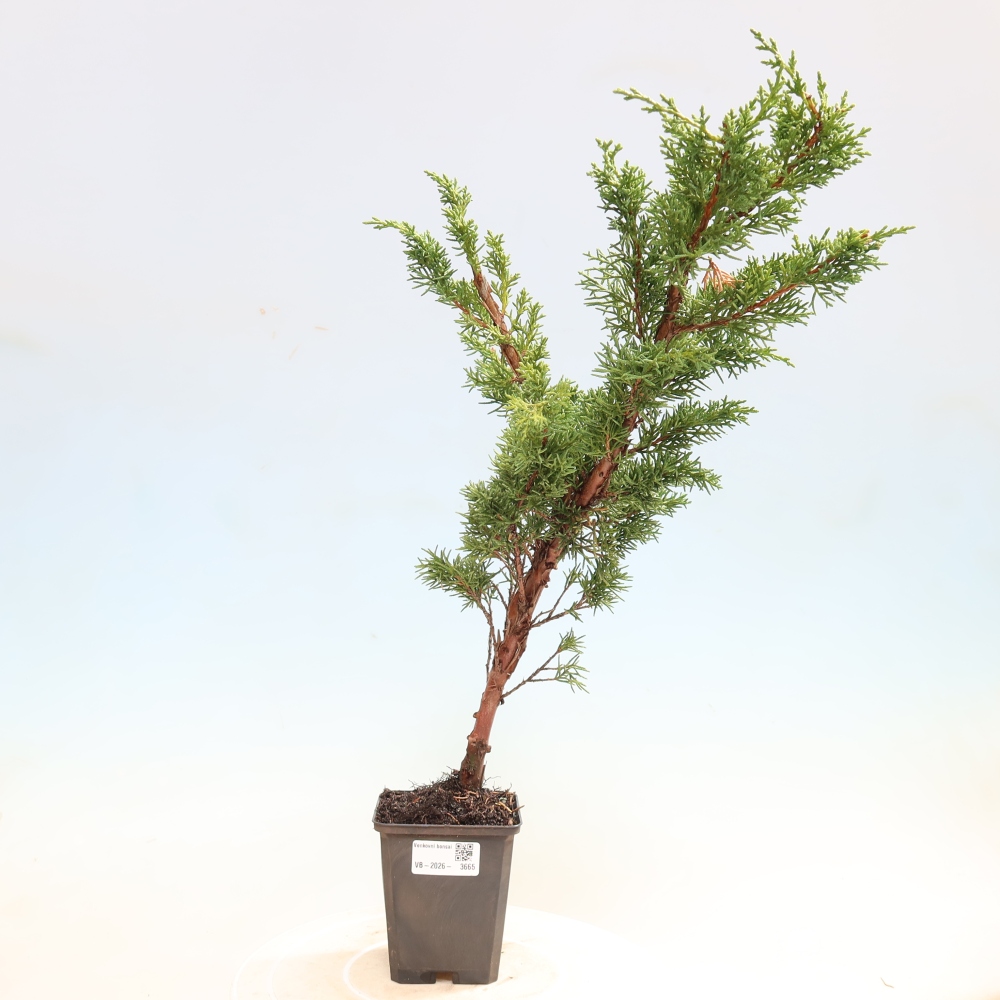Bonsai voor buiten - Juniperus chinensis Kishu