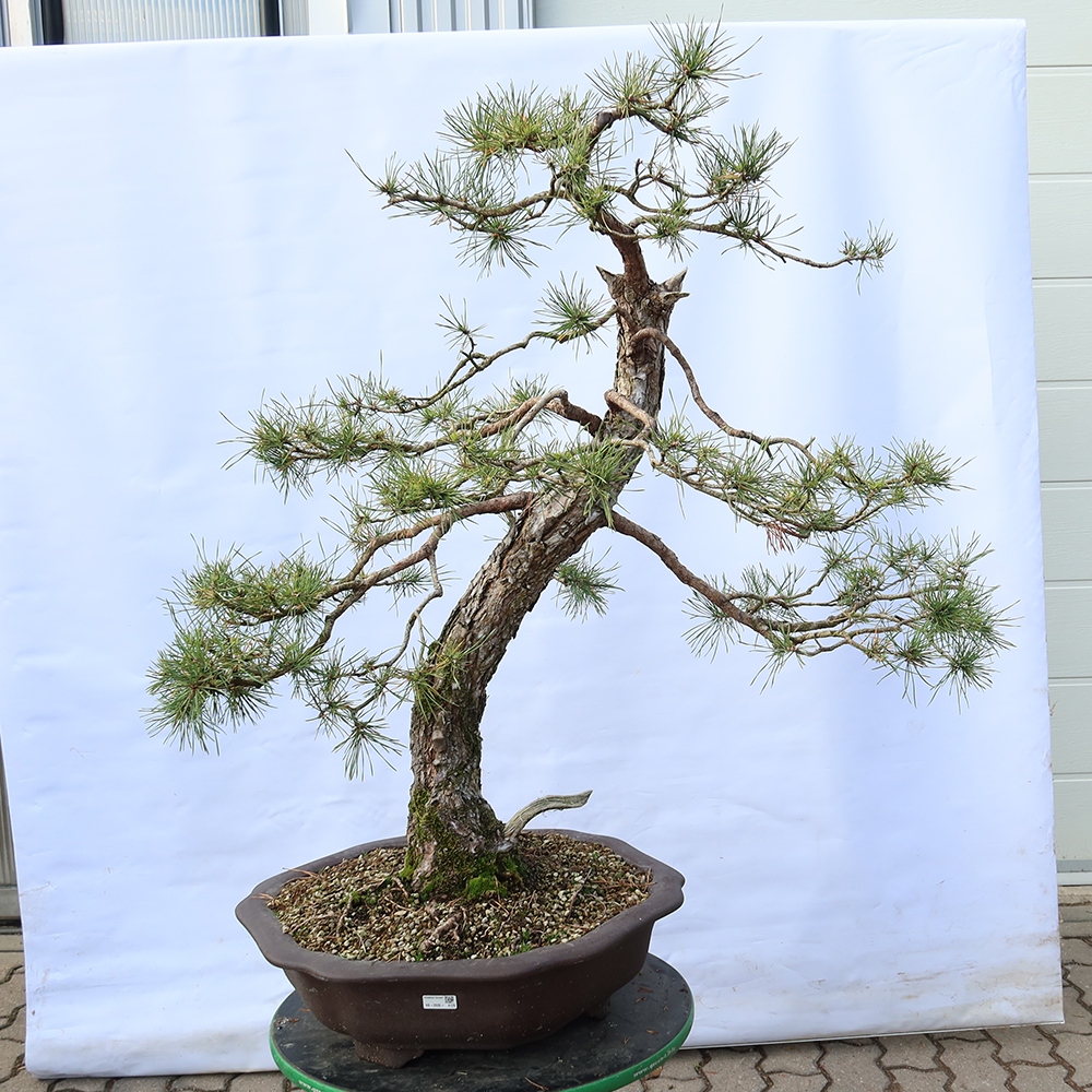 Pinus sylvestris Spanje - grove den
