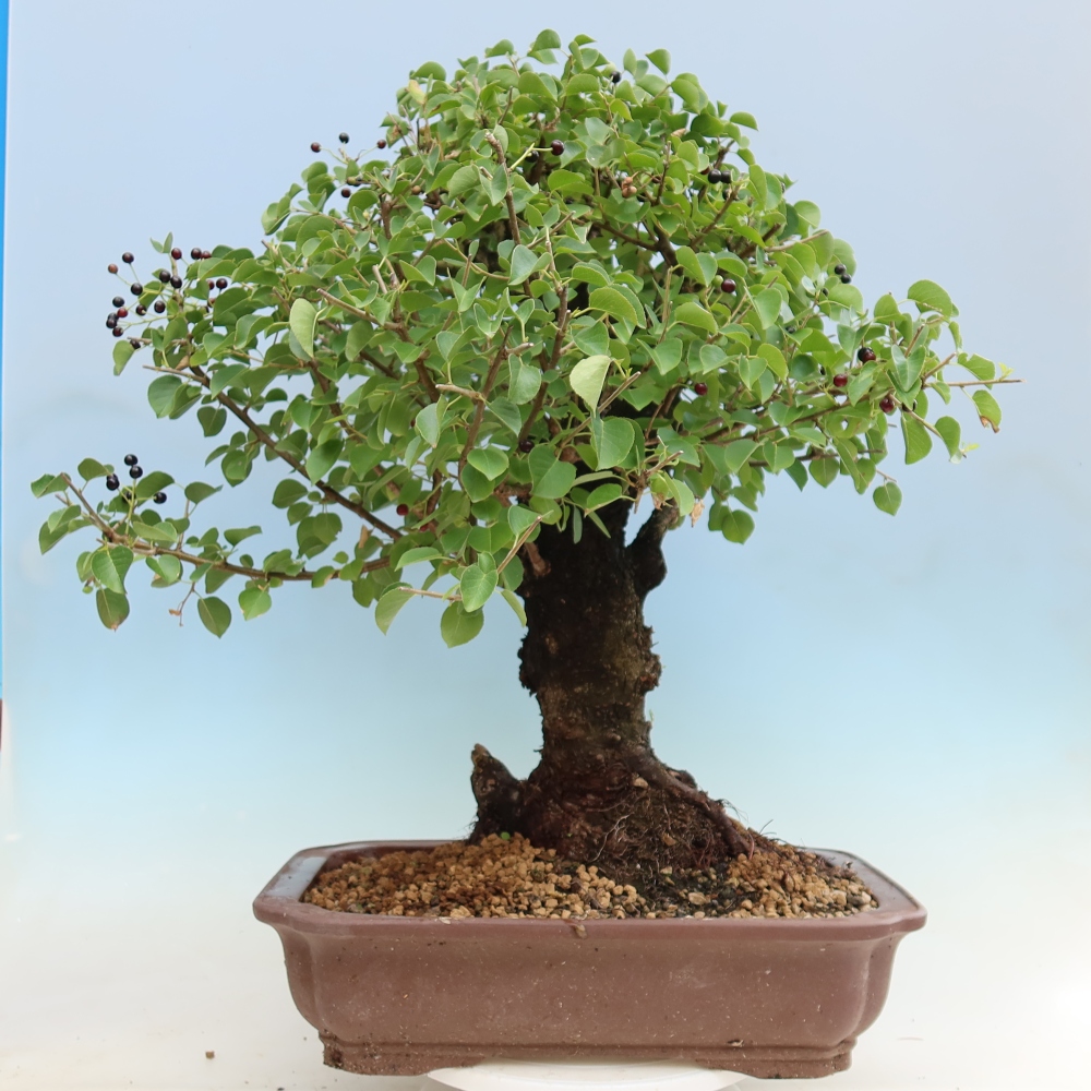 Bonsai voor buiten - Mahalebka - Prunus mahaleb
