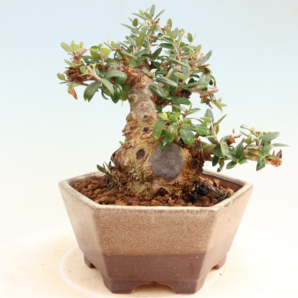 Bonsai voor binnen - Olea europaea sylvestris