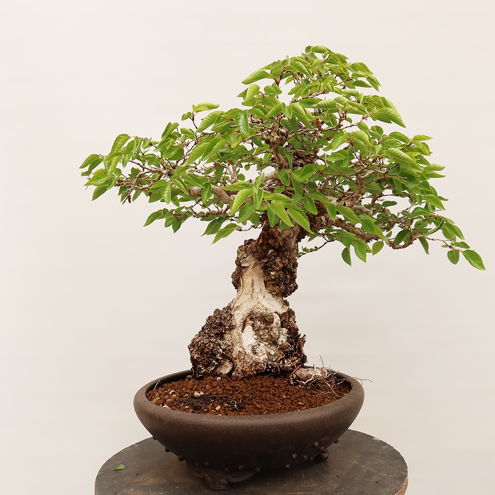 Bonsai voor buiten -Carpinus Coreana - Koreaanse haagbeuk