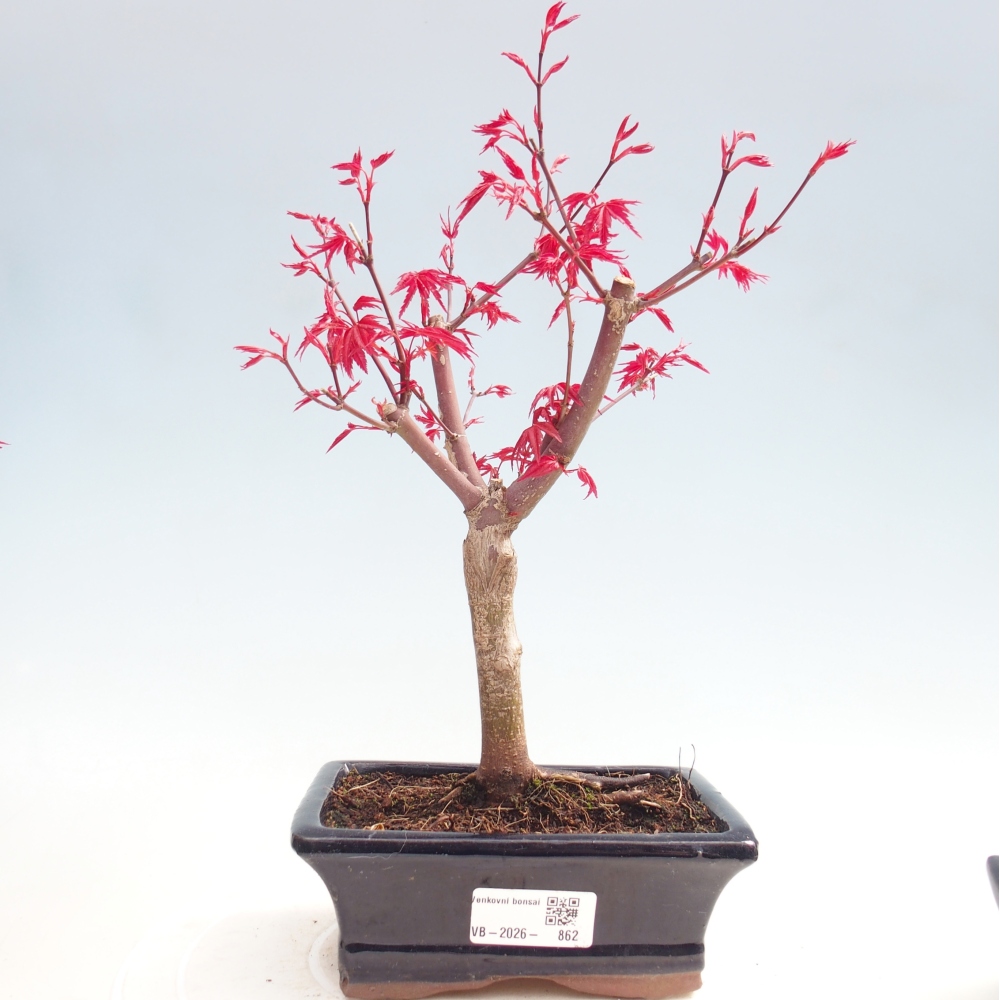 Bonsai voor buiten - Acer palmatum DESHOJO