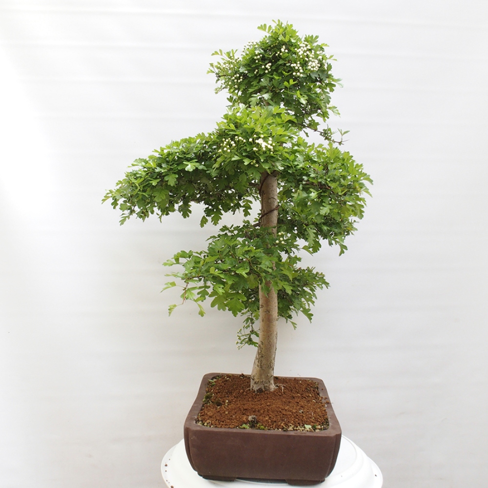 Bonsai voor buiten - Meidoorn - Crataegus monogyna