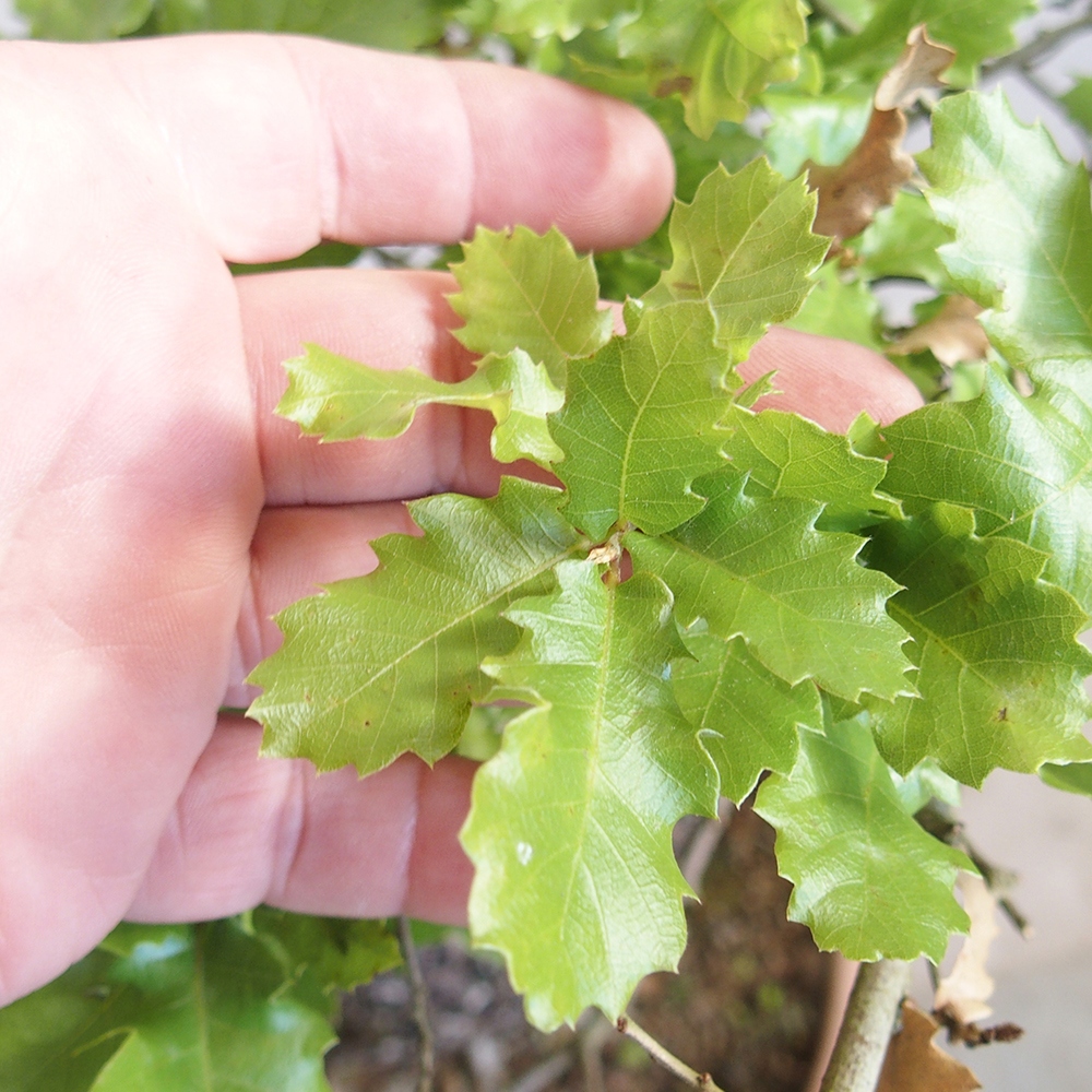 Buiten bonsai Quercus Cerris - Eik Cer