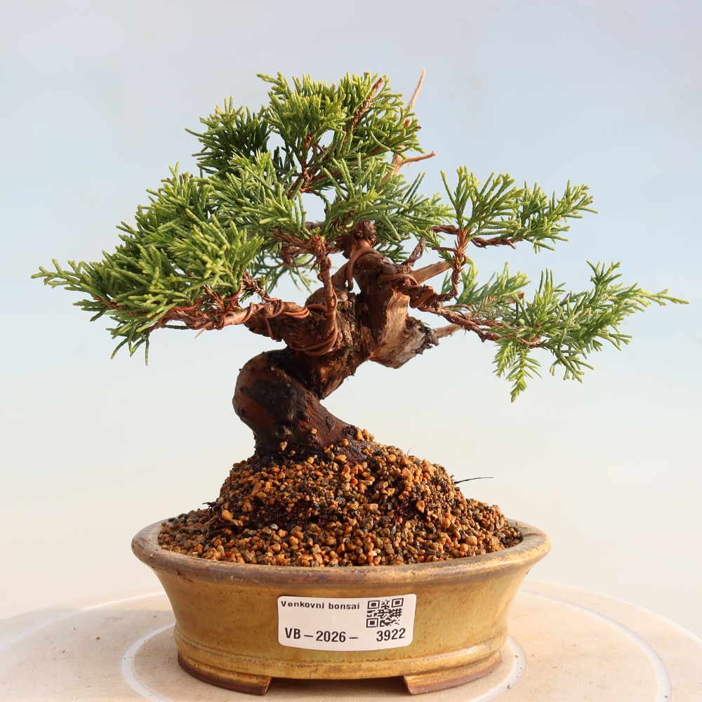 Bonsai voor buiten - Juniperus chinensis Itoigawa
