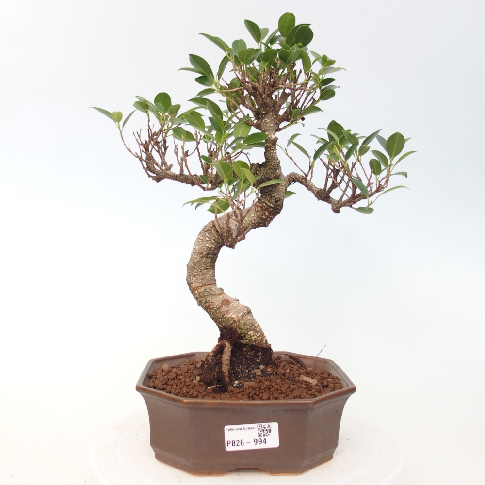 Kamerbonsai - Ficus retusa - kleinbladige ficus