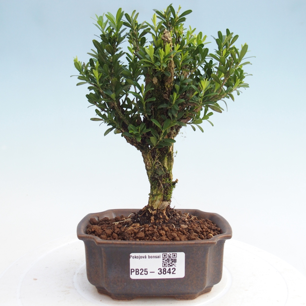 Kamerbonsai - Buxus harlandii - kurk buxus