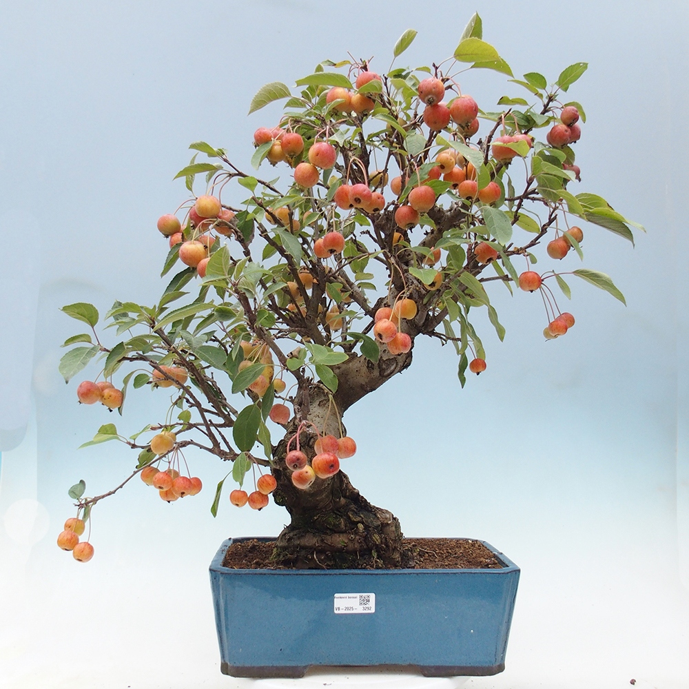 Bonsai voor buiten -Malus halliana - Appelboom met kleine vruchten