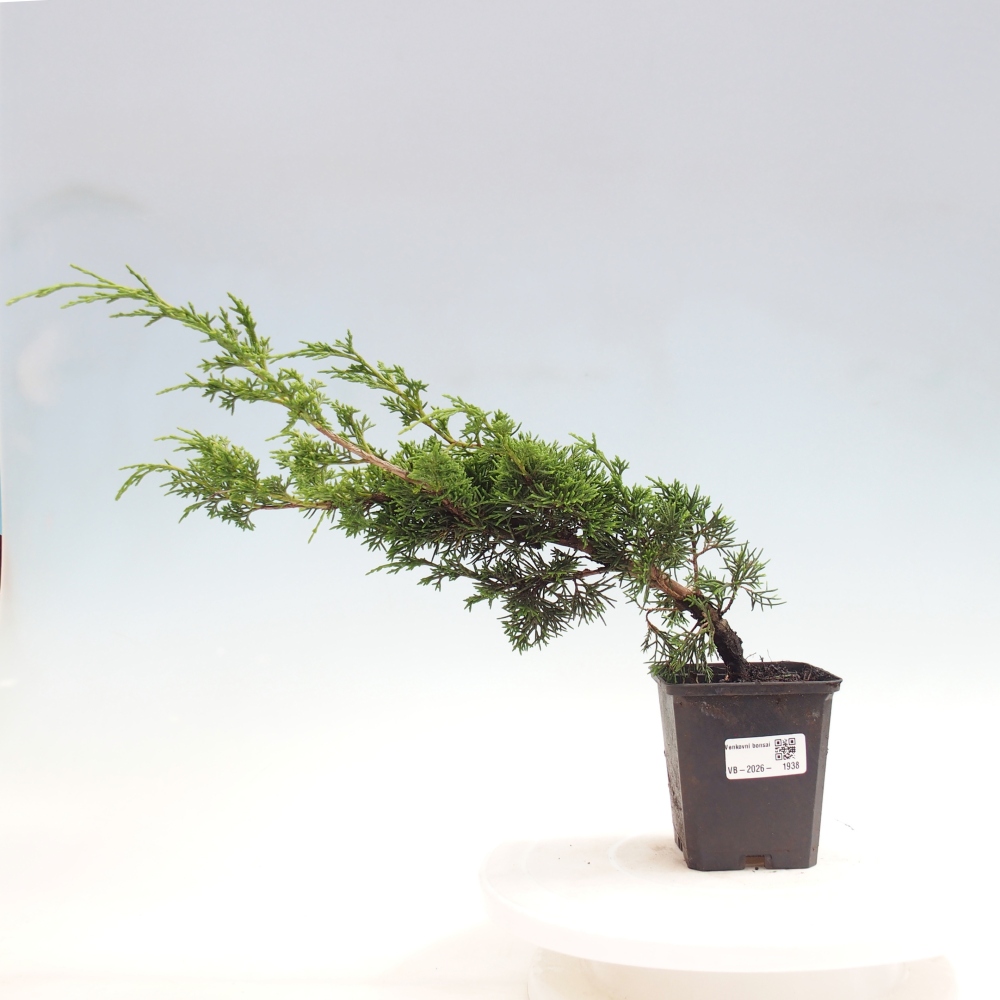 Bonsai voor buiten - Juniperus chinensis Itoigawa