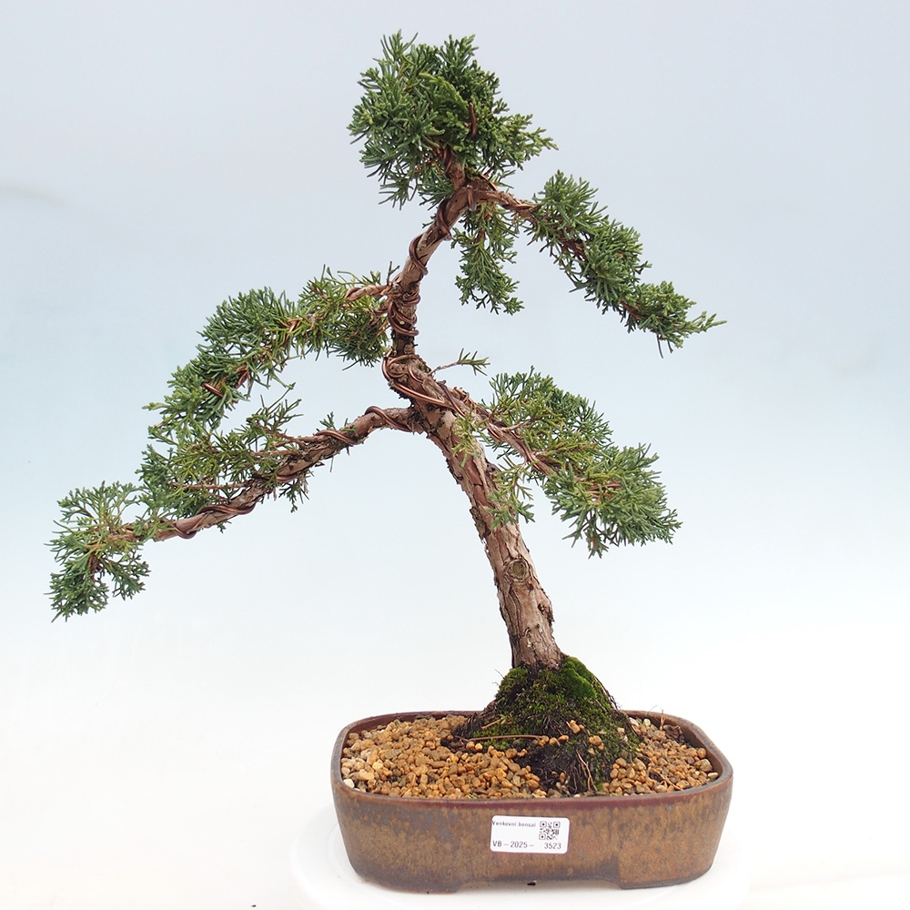 Bonsai voor buiten - Juniperus chinensis Kishu