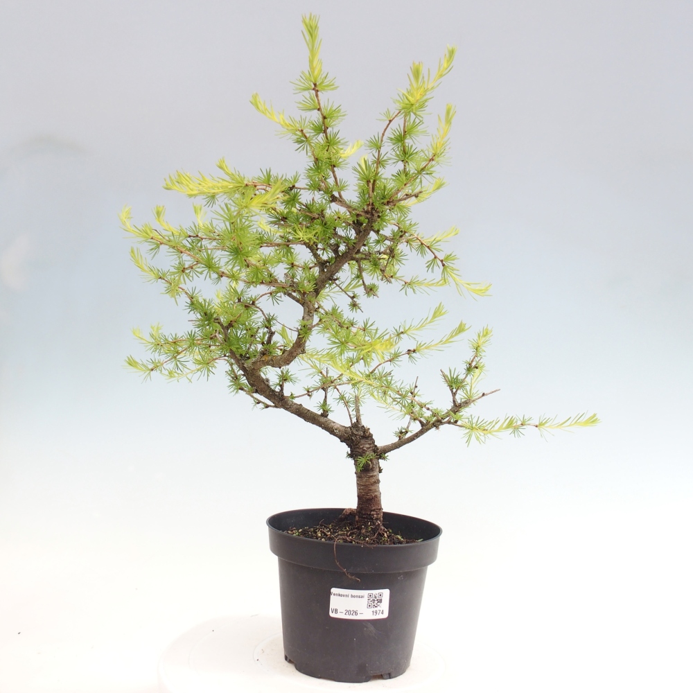 Bonsai voor buiten -Larix decidua - Lariks
