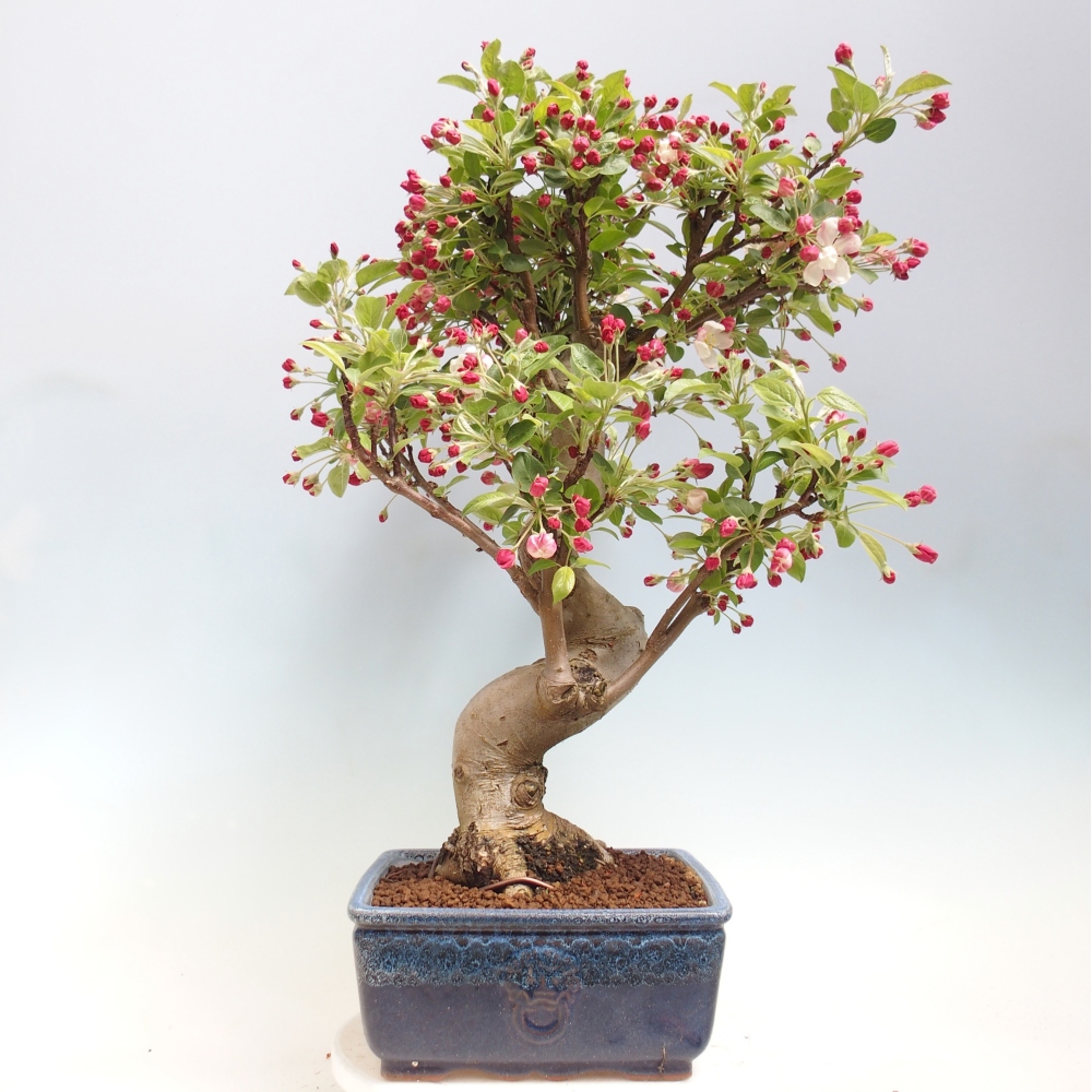 Bonsai voor buiten -Malus halliana - Appelboom met kleine vruchten