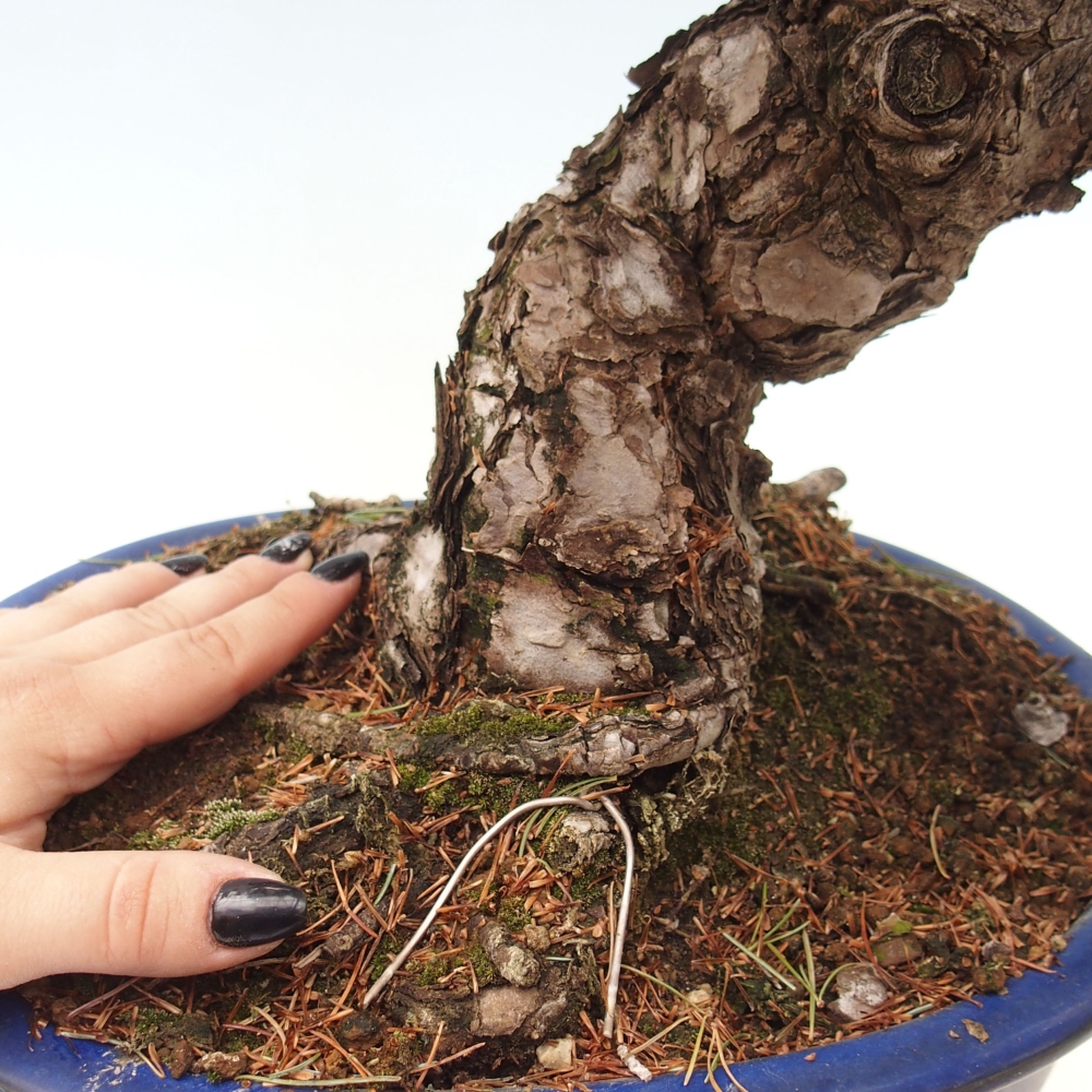 Bonsai voor buiten - Pinus parviflora - Pinus parviflora