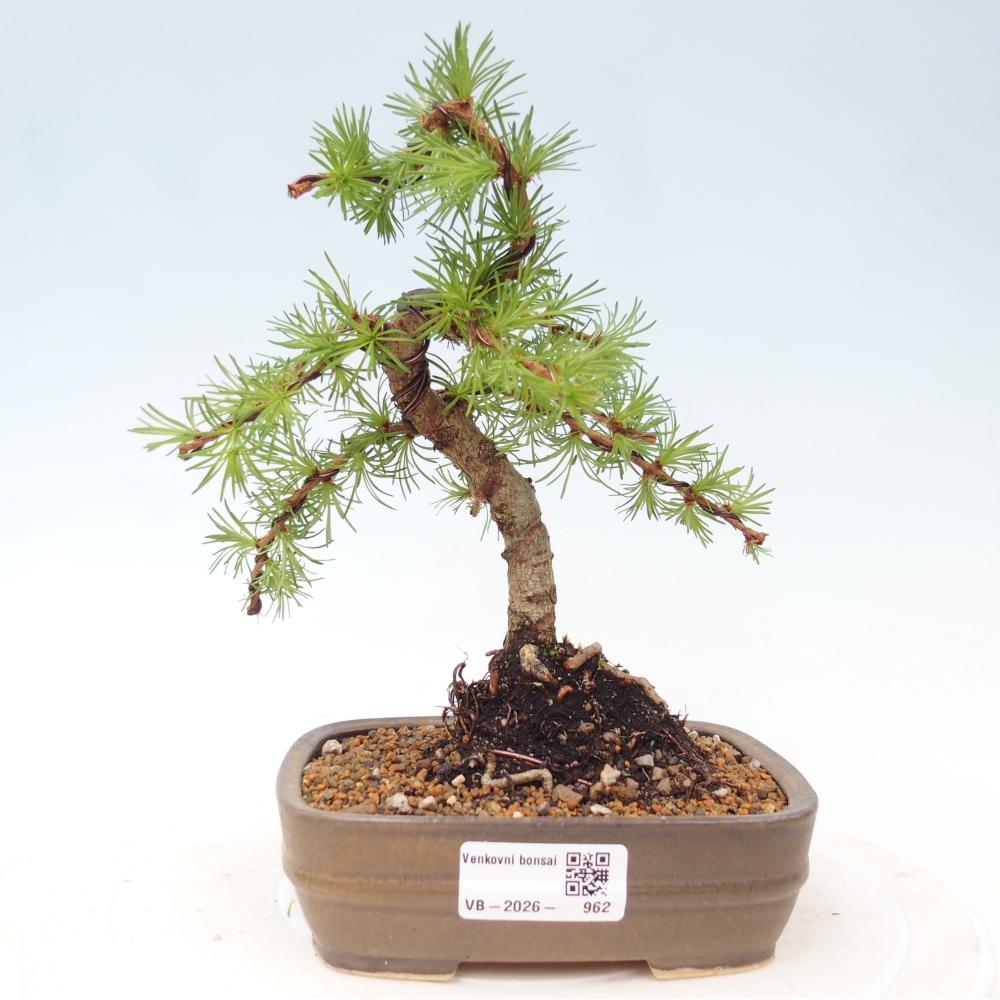 Bonsai voor buiten - Larix Kaempferi - Japanse lariks