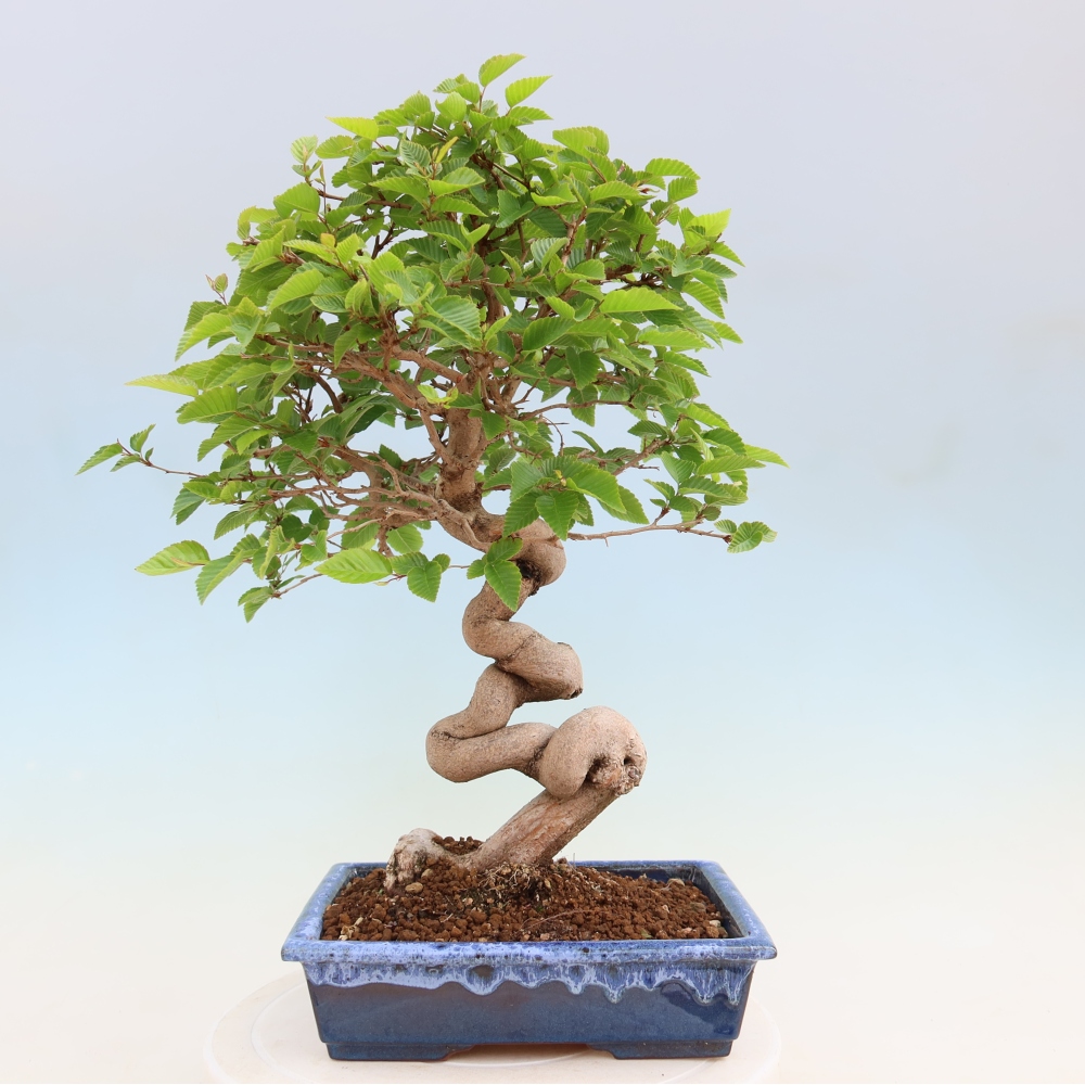 Bonsai voor buiten -Carpinus Coreana - Koreaanse haagbeuk