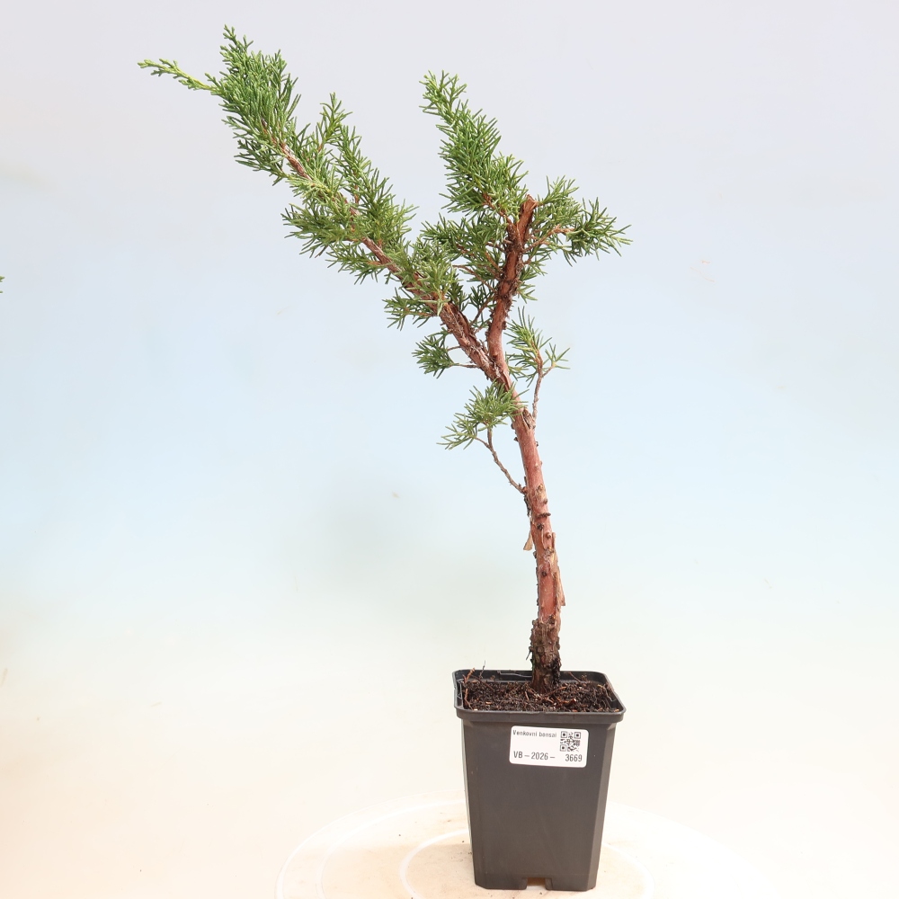 Bonsai voor buiten - Juniperus chinensis Kishu