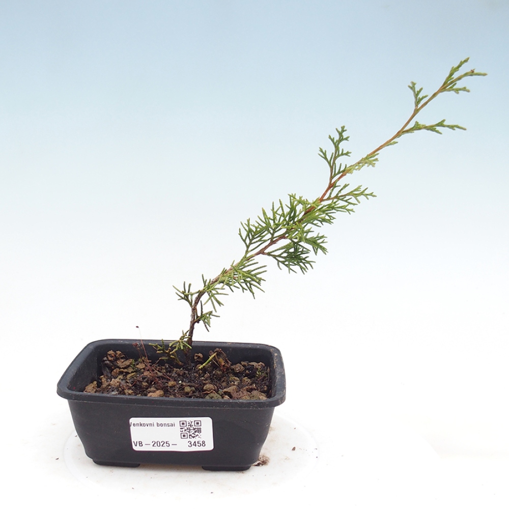 Bonsai voor buiten - Juniperus chinensis Itoigawa