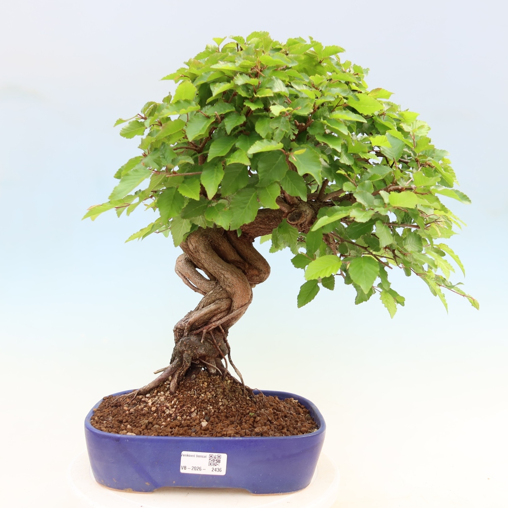 Bonsai voor buiten -Carpinus Coreana - Koreaanse haagbeuk